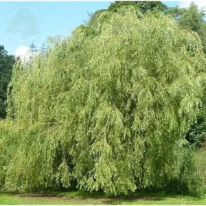 Weeping Willow Tree - 2 to 3 Feet Bare Root - Green and Hardy