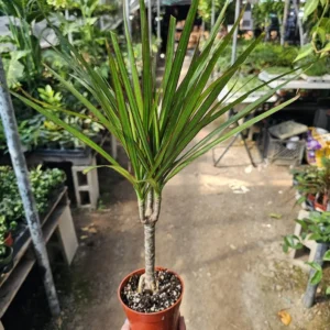 Dracaena Kiwi Cane - 4in Pot - Low Maintenance Indoor Plant