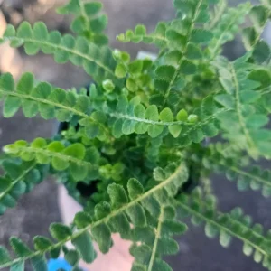 Lemon Button Fern Nephrolepis cordifolia Duffii 4 Inch Pot - Indoor Tropical Fern