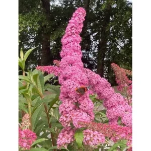 Pink Butterfly Bush Live Plant 4-6" Tall Buddleja Flowers