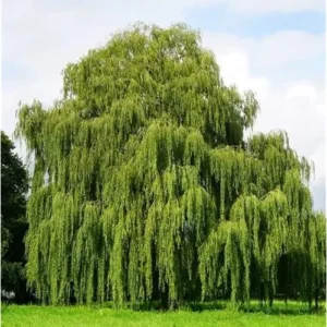 Weeping Willow Tree - 2 to 3 Feet Bare Root - Green and Hardy