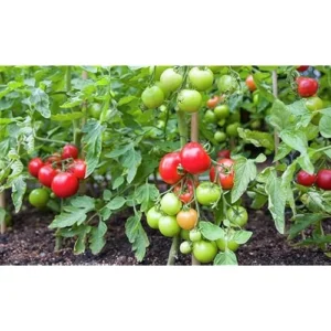 Cherry Tomato Plants - Heirloom, Large, 5-10 Inch Tall, Pack of 2