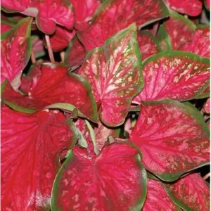 4 Caladium Bulbs for Planting - Scarlet Flame Variety, Vibrant Red and Green Foliage