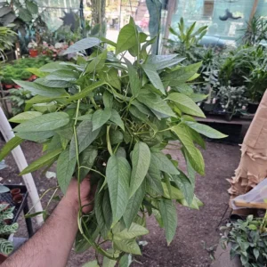 XL Cebu Blue Pothos - 6in Pot - Epipremnum Pinnatum - Large and XL Sizes