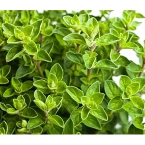 Live Italian Oregano Plants - 5 Pack - 4 to 6 Inches Tall - Fragrant Herb Variety