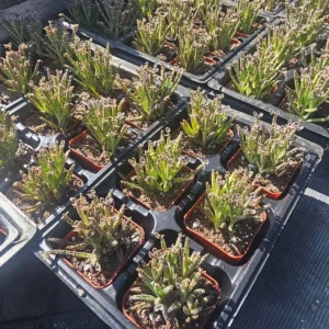 Kalanchoe tubiflora Succulent - Mother of Millions - 2in Pot - Rare Easy-Care Plant