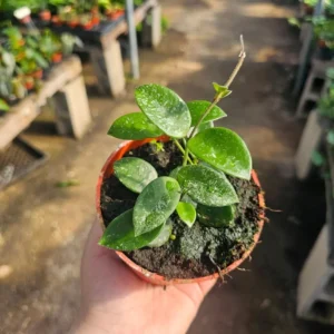 Hoya Cutting Bundle Rooted & Unrooted Krinkle Hoya, Shooting Star, Tricolor, Mathilde