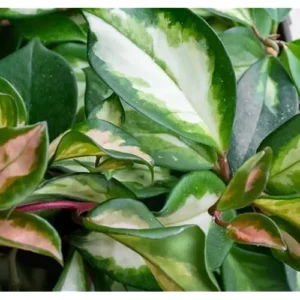 Live Variegate Hoya Plant Hoya Tricolor Plant for Hoya Trellis, Rare Variegate Wax Plant Wax Flowers Plant, Size 4 Inc Pot,Ready to Grow