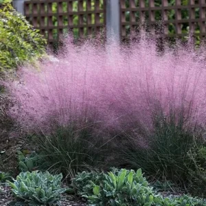 4 Live Pink Muhly Grass Plants Ornamental Grass 5-8 Inches Tall Ready to Grow