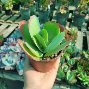 Kalanchoe Luciae Flapjack Succulent – 4in Pot – Vibrant and Hardy