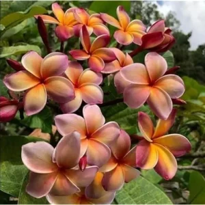 Live Plumeria Flowers Plant - Rooted Frangipani Tree - 2.5 Inch Pot - Multicolor