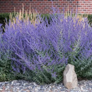 Russian Sage Plant Live 1 Gallon - Lavender-Blue Blooms, Drought-Tolerant Shrub