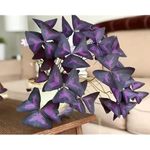 2 Live Purple Shamrock Plants, Oxalis Triangularis, 4-Inch Pot, Ready to Grow