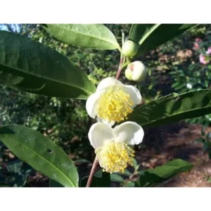 2 Live Tea Plant, Camellia Green Tea Tree, 8-12 inches tall, Ready to Grow