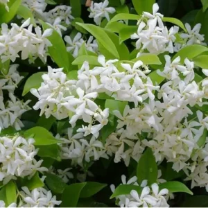 Star Jasmine Plant - 2 Feet - White Fragrant Climbing Vine - Gallon Pot