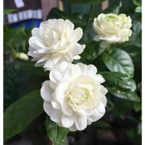 Grand Duke of Tuscany Jasmine - 2 Live Plants - 7-10 Inch Tall- Double Blooms