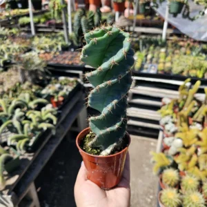 Spiral Cactus - Rare Cereus Forbesii Spiralis - 3.5in Rooted Plant