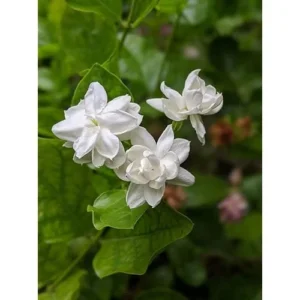 Set of 2 Double Star Jasmine Plants 4-6 Inch White Blooming Jasmine Bush - Jasmine Belle of India