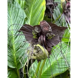 Black Bat Orchid Plant - Rare Exotic Flower - 6 Inch Pot - Tacca Chantrieri Plant