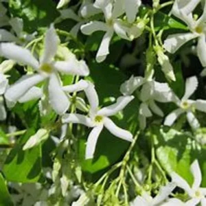 Star Staked Jasmine Vine 1 Gallon Live - Evergreen, Fragrant White Flowers, Fast-Growing