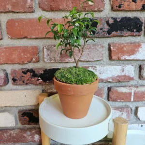 Miniature Ficus Bonsai Tree - 4in Pot - Lush Moss Base - Terracotta Pot