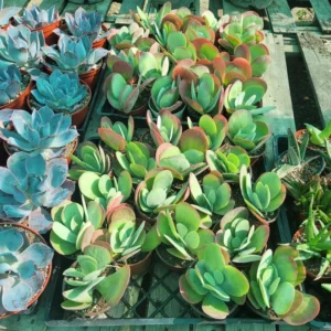 Kalanchoe Luciae Flapjack Succulent – 4in Pot – Vibrant and Hardy