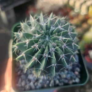 Parodia Buiningii Cactus - Rare Notocactus Buiningii - 4in Pot