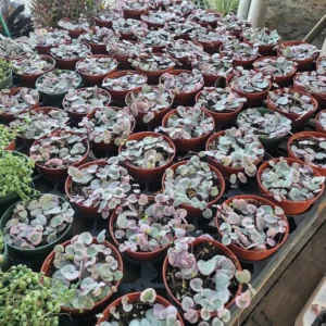 Variegated String of Hearts - Rare Trailing Succulent - 2in Pots