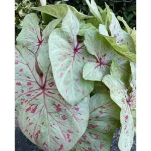 2 Caladium Bulbs for Planting - Lime Variety - Bulk Colorful Caladiums