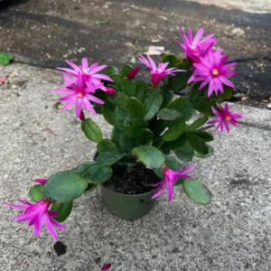 Purple Easter Cactus Plant 3.5