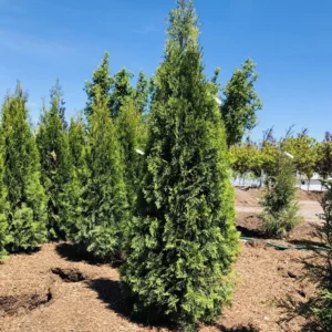 3 Emerald Green Tree Arborvitae 2.5 in Pot 6-12 Inch Tall – Drought-Tolerant Evergreen