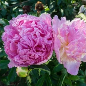 Double Pink Cream Peony Bulb - 1 Root, 2-3 Eyes, Bareroot