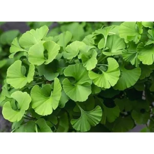 Ginkgo Biloba Tree - Hardy Maidenhair Tree - 12 to 18 Inch Bare Root