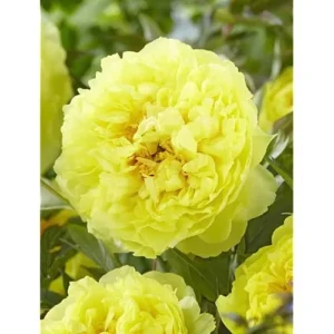 Double Yellow Peony Bulb - Large Root 2-3 Eyes - Bareroot Perennial