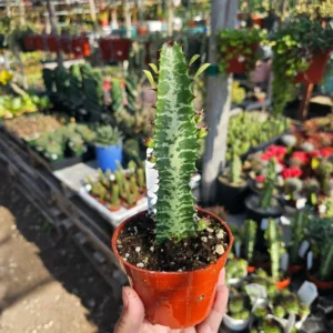 Euphorbia Trigona Rubra - Green Lucky Plant - 4in Pot