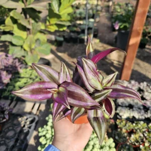 Tradescantia Zebrina Purple Inch Plant – 2in Pot