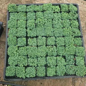 Sedum dasyphyllum - 2in Pot - Drought-Tolerant Hardy Succulent