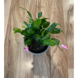 Christmas Cactus Plant - Live Zygocactus - 3 Inch Pot (Purple) - Indoor & Outdoor