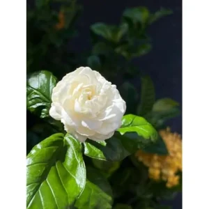Grand Duke Jasmine Plant - 1 Feet Tall Gallon Pot, Double White Blooms