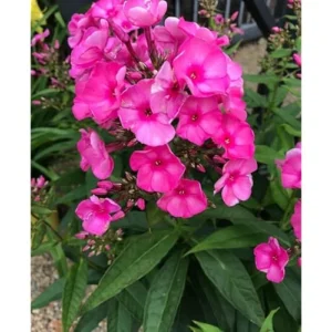 Live Garden Phlox Plant – 4 to 6 Inches – Pink Flowers Phlox Subulata Plant