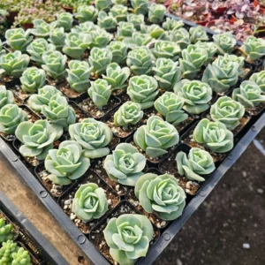 Graptoveria Lovely Rose Succulent - 2in Pot - Rare Rosette Plant