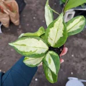 Hoya Krimson Princess - Variegated Hoya Carnosa - 2in Pot