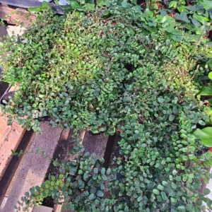 Button Fern - Pellaea Rotundifolia – Indoor Plant – 2in Pot