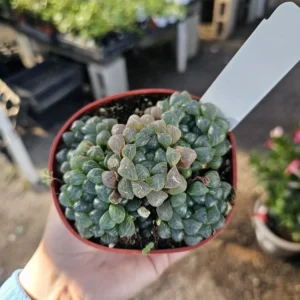 Haworthia Cooperi Variegated - Succulent Plant - 2in Pot