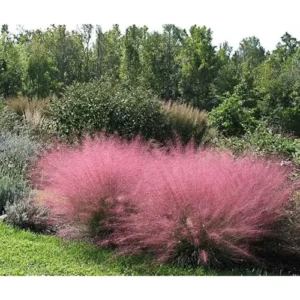 2 Live Pink Muhly Grass Plants, Ornamental Grass, 8-12 Inches Tall, Ready to Grow