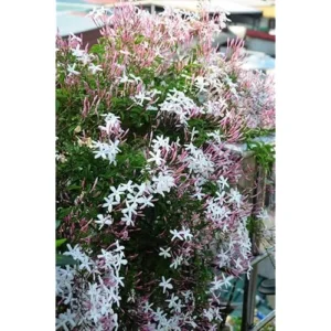 Pink Jasmine Plant - Jasmine Vine - 3 to 4 Feet Tall - 3 Gallon Pot - Fragrant