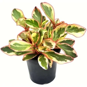 Peperomia Rainbow Ginny Plants Rainbow Peperomia Live Plants - 4 to 6 Inch - Variegated Foliage - Easy Care