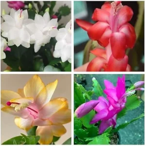 Assorted Christmas Cactus Plants - Live Schlumbergera - 4 to 6 Inches Tall