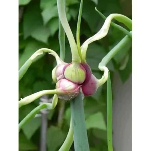 50 Egyptian Walking Onions Bulbs - Medium Size, Perennial, Heirloom Variety