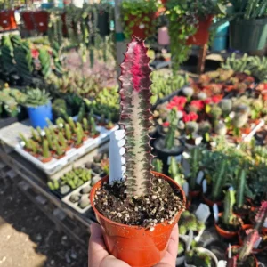 Euphorbia Trigona Rubra - Green Lucky Plant - 4in Pot